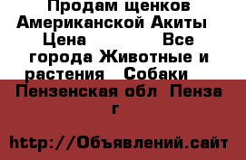 Продам щенков Американской Акиты › Цена ­ 25 000 - Все города Животные и растения » Собаки   . Пензенская обл.,Пенза г.
